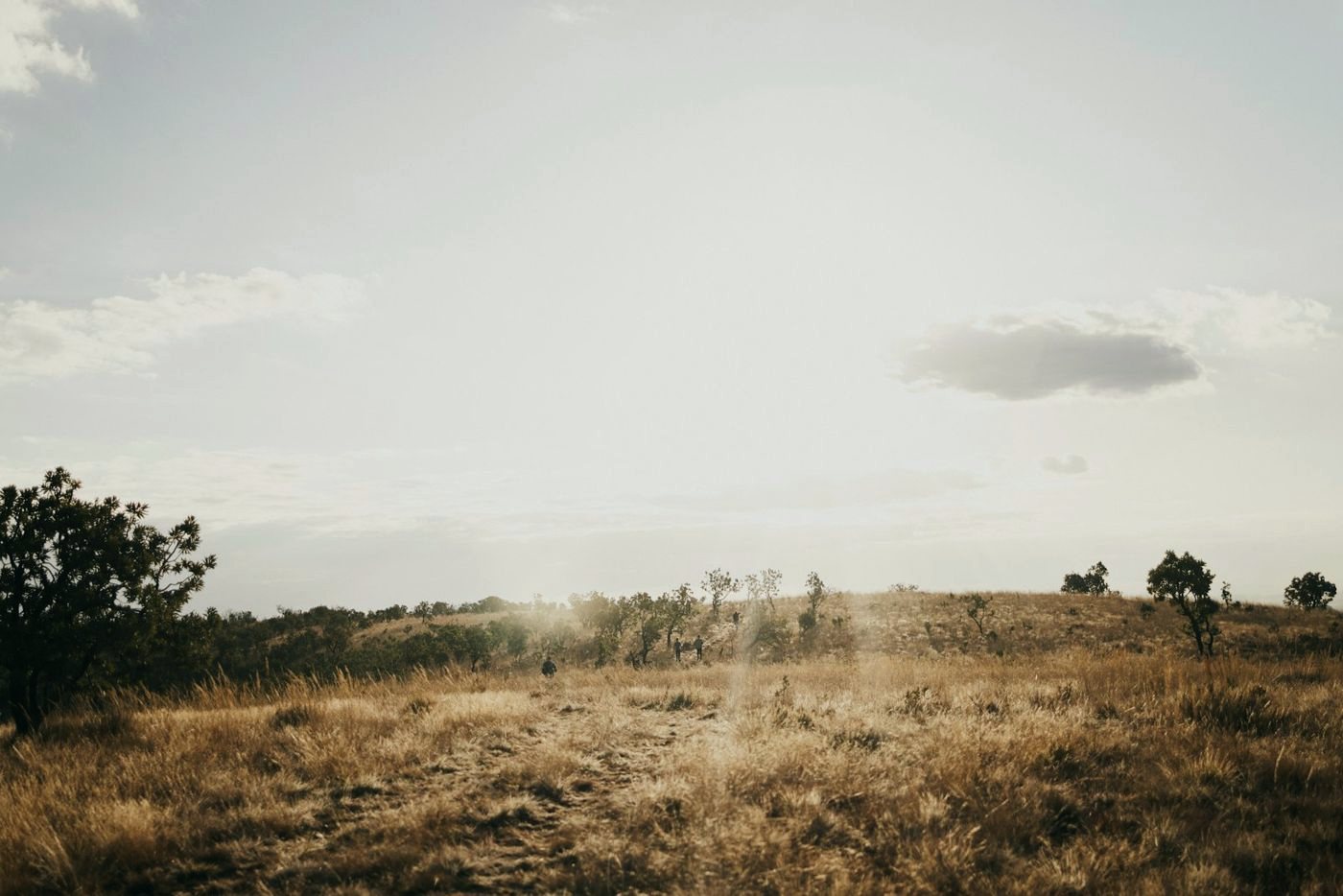 Open grassland with scattered trees under a wide sky